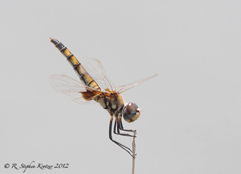 Macrodiplax balteata, female